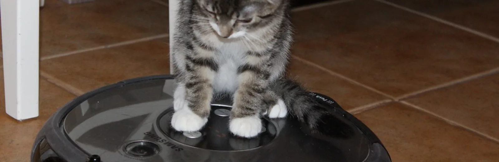 Kitten zit bovenop een rijdende robotstofzuiger